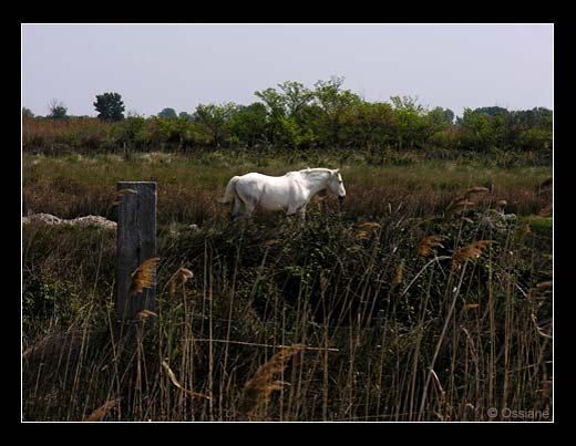 Nuage Blanc File Chercher sa Lune dans les Salines.