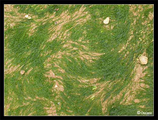 Sable aux Cheveux d'Ange, Filaments aux formes étranges.