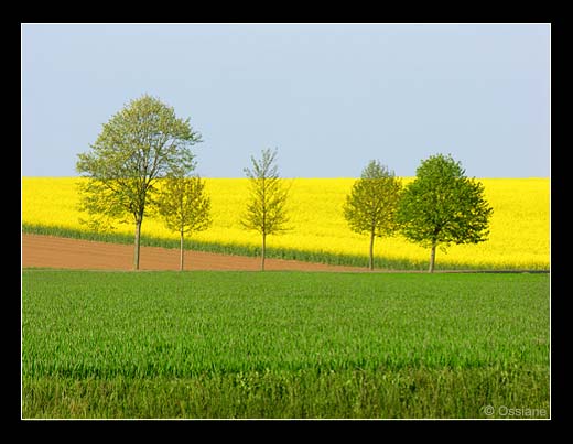 Thé à la Menthe, Sur un Zeste de Citron, Bulles de Saison.