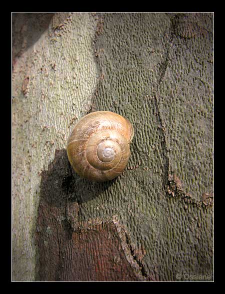 Le Grand Sommeil Bleu, L'Oeil Ouvert se Déguise en Colimaçon.