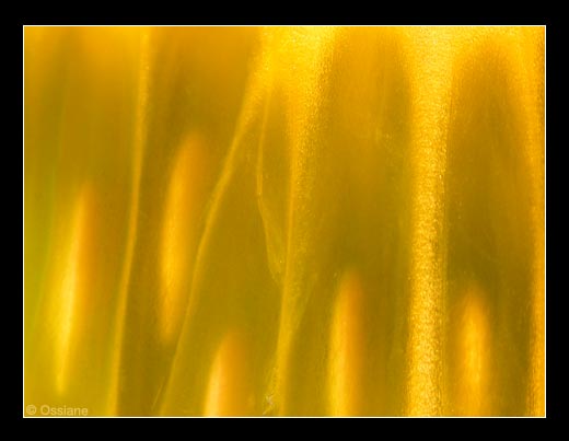 Douce comme le Miel, la Vie Repose en Secret sur un Fil de Soi.