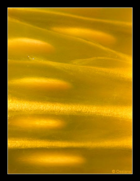 Douce comme le Miel, la Vie Repose en Secret sur un Fil de Soi.