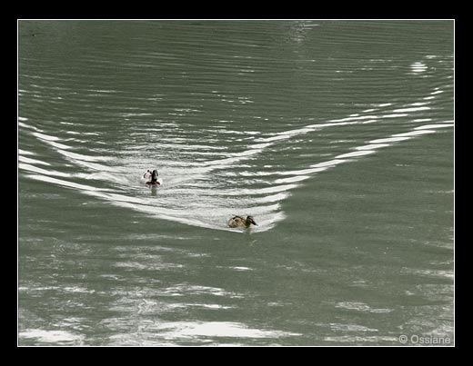 Dans leur Sillage, ils Plissent l'Eau de Rêves aux Ailes d'Ange.