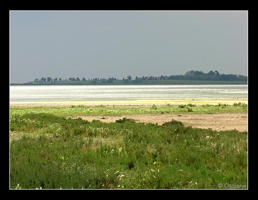 Paysage lacustre près d'Aigues-Mortes.
