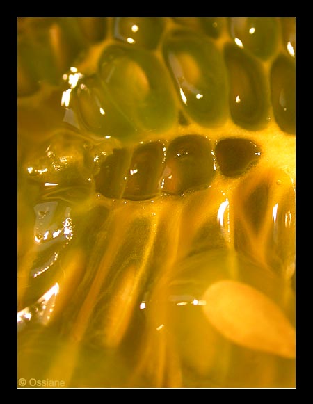 Un Corps de Reine, des Ailes de Papillon sur l'Eau du Vitrail