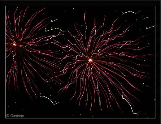 Friponne, Elle Désarçonne. Félonne, Elle Empoisonne. Démone, Elle Emprisonne. Dragonne, c'est l'Anémone.
