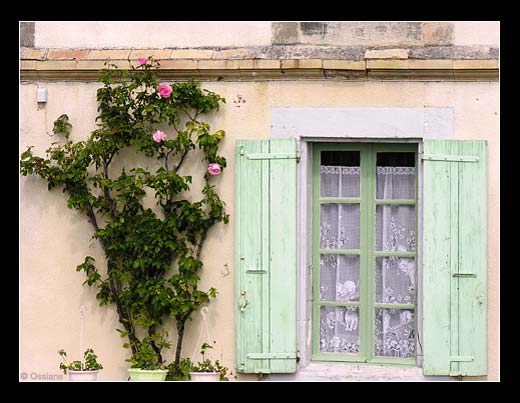 Derrière les Barreaux, un Chat Rêve de Passer de l'Autre Côté.