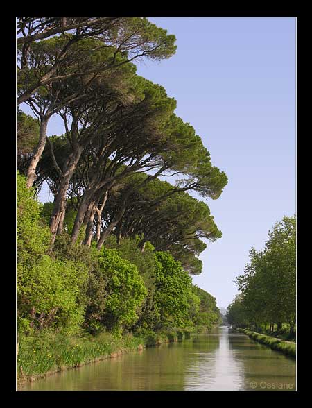 L'Allée des Nuages, les Pins Ouvrent leurs Ailes dans le Matin Bleu.