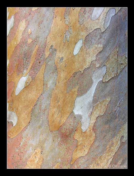 La Sève Coule sur le Parchemin Doré, ton Coeur Saigne à Blanc.