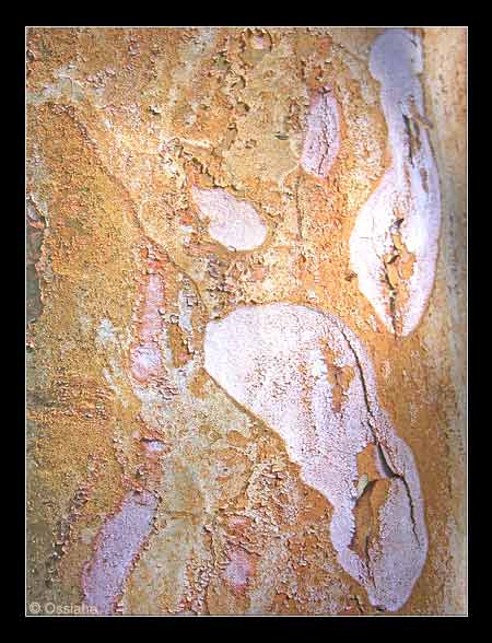 La Sève Coule sur le Parchemin Doré, ton Coeur Saigne à Blanc.