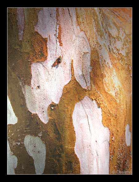 La Sève Coule sur le Parchemin Doré, ton Coeur Saigne à Blanc.