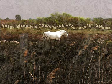 Nuage Blanc File Chercher sa Lune dans les Salines.