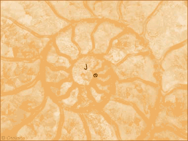 Je m'enroule dans la Spirale du Temps, Volute du Vide.