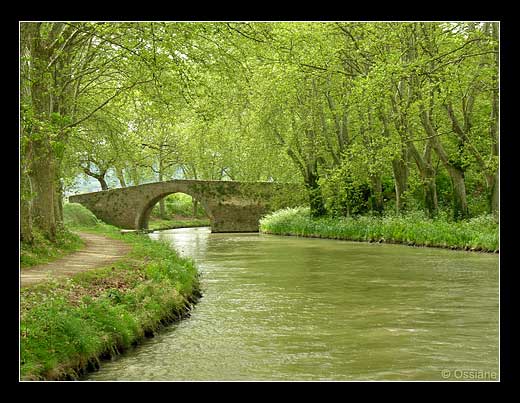 Voûte de l'Ombre, les Arbres S'entrelacent dans l'Intimité.