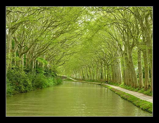 Voûte de l'Ombre, les Arbres S'entrelacent dans l'Intimité.