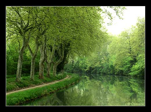 Berceau de Soie, les Arbres Esquissent leurs Rêves dans ton Miroir.