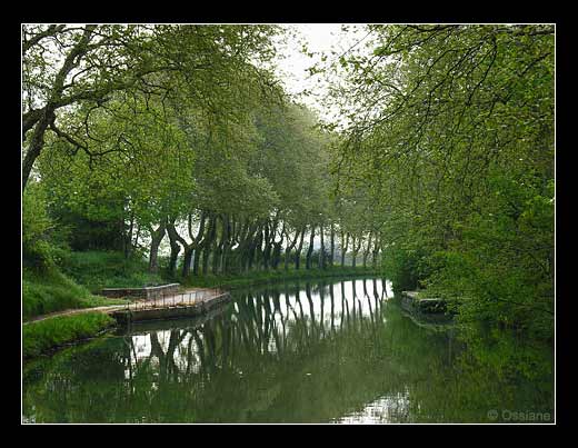 Berceau de Soie, les Arbres Esquissent leurs Rêves dans ton Miroir.