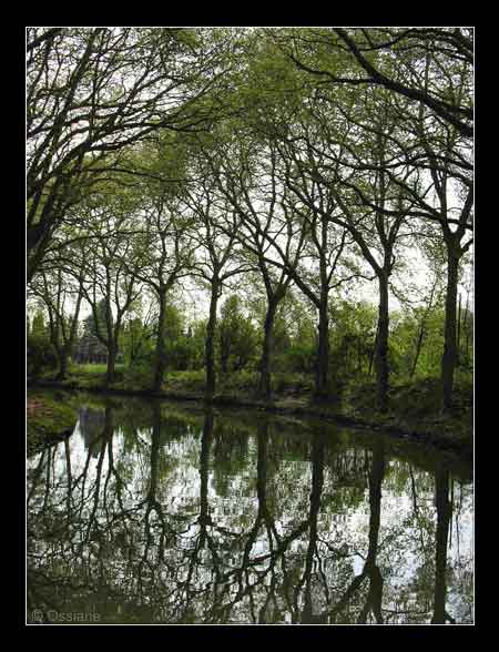 Berceau de Soie, les Arbres Esquissent leurs Rêves dans ton Miroir.