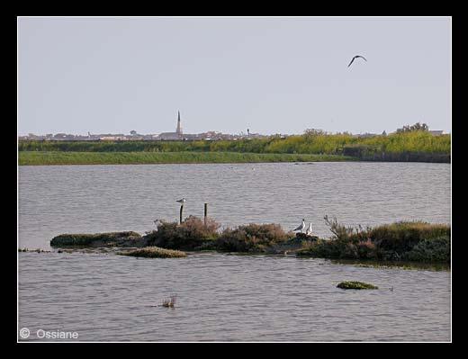 Savourer la Lumière Dorée sur le Clocher d'Ars-en-Ré, Se Fondre dans le Paysage, S'immerger dans l'Onde Sauvage.