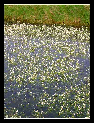Douce Perspective, Passer sur l'autre Rive, sue le Tapis Blanc, Passage Eblouissant qui Ondule doucement sous le Soleil Couchant.