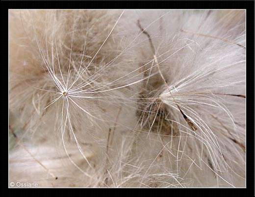 Fin du Voyage du Météore de Soie, Atterrissage en Douceur de la Plume en Emoi, Duvet de Flocon à la Chevelure Scintillante, Se Blottir dans le Creux de la Mousse Chatoyante.