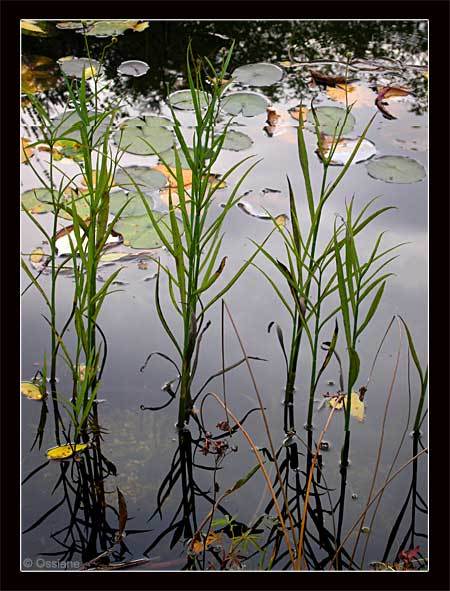 A Travers le Rideau, Flottent les bulles de nos Rêves, Souffle dans les Roseaux.