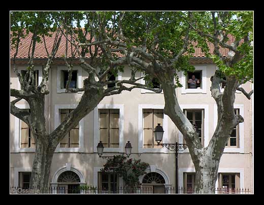 Radeau des Cimes, la Tête dans les Nuages, Rêve de Canopée.