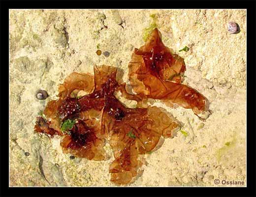 Prendre la Tangente, Ligne de Vie Palpitante. Chemin de Traverse, Vie à la Renverse