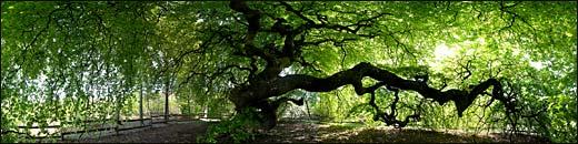 Photo Panoramique d'un fau de Verzy