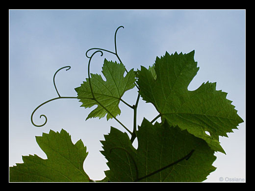 Désir d'Infini, La Vie en Accroche-Coeur, Capter la Lumière.<br /> 